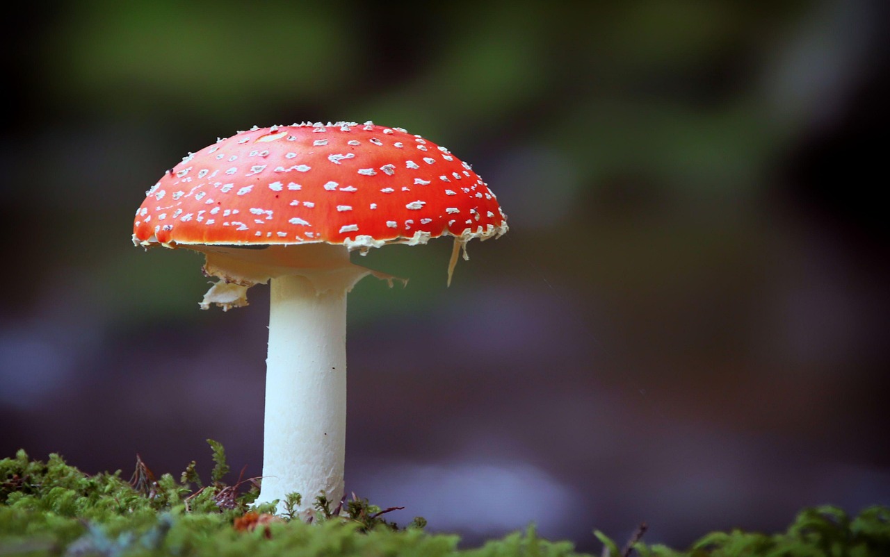 entdecken sie umweltfreundliche verpackungslösungen aus pilzen. mushroom packaging ist biologisch abbaubar, nachhaltig und eine innovative alternative zu herkömmlichen verpackungsmaterialien.
